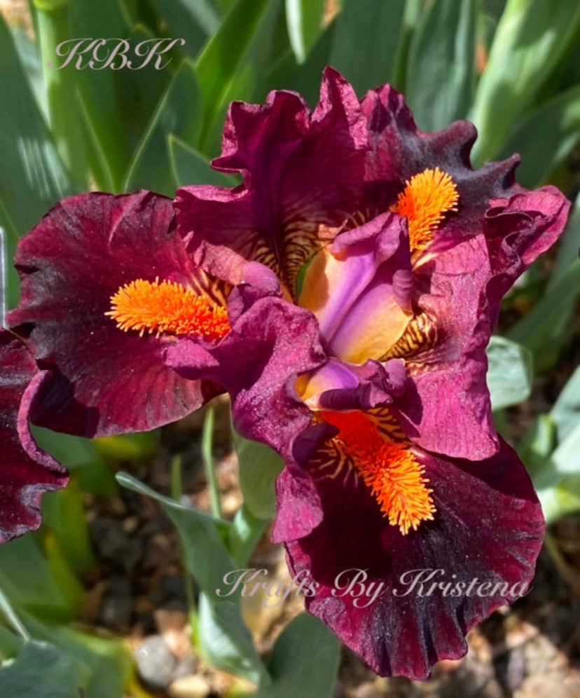 ET Iris Photo