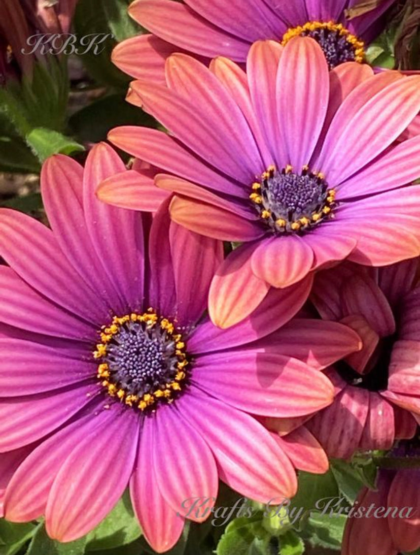 Pink and Purple Daisies Photo