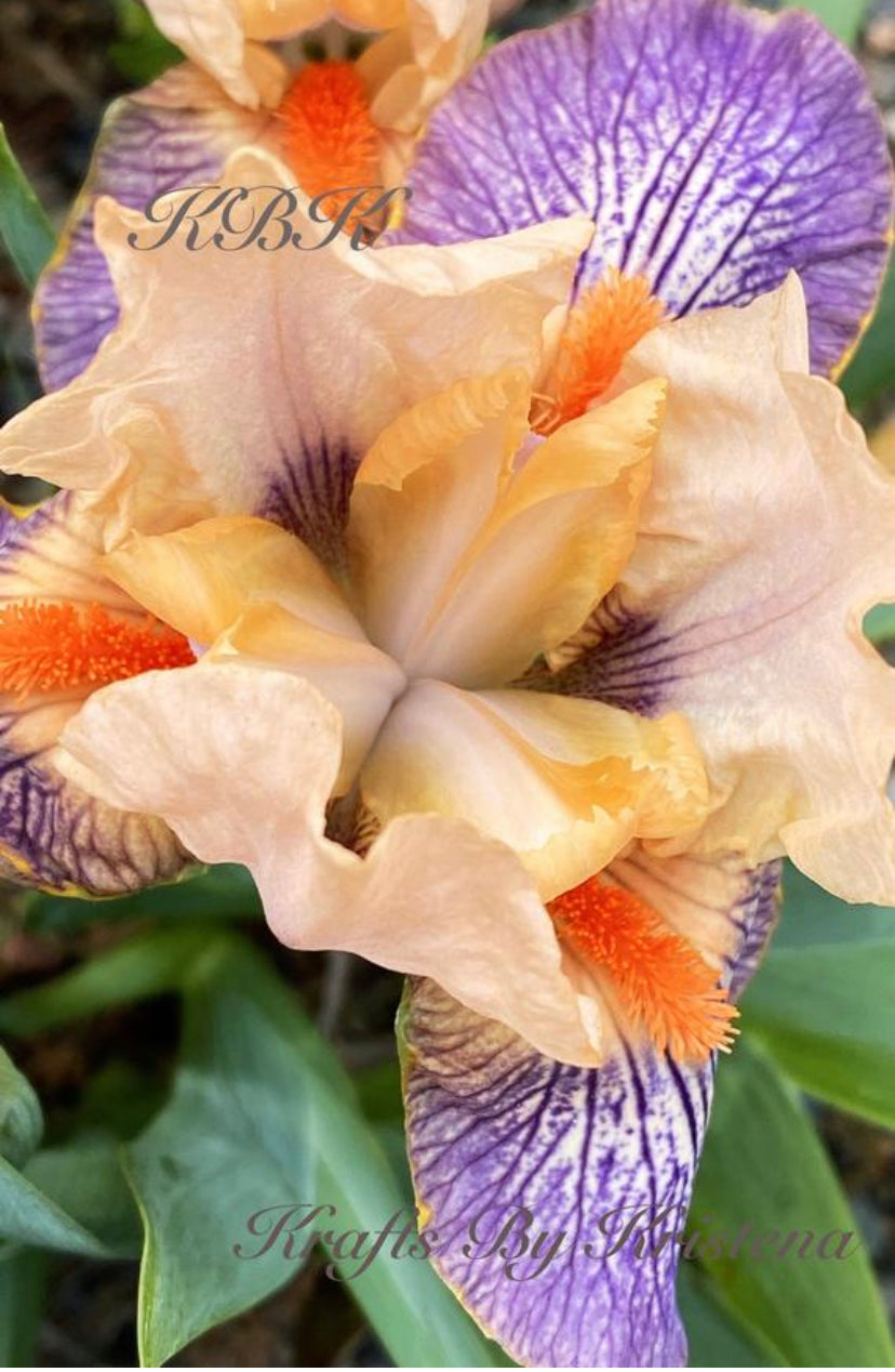 Peach and Purple Iris Photo